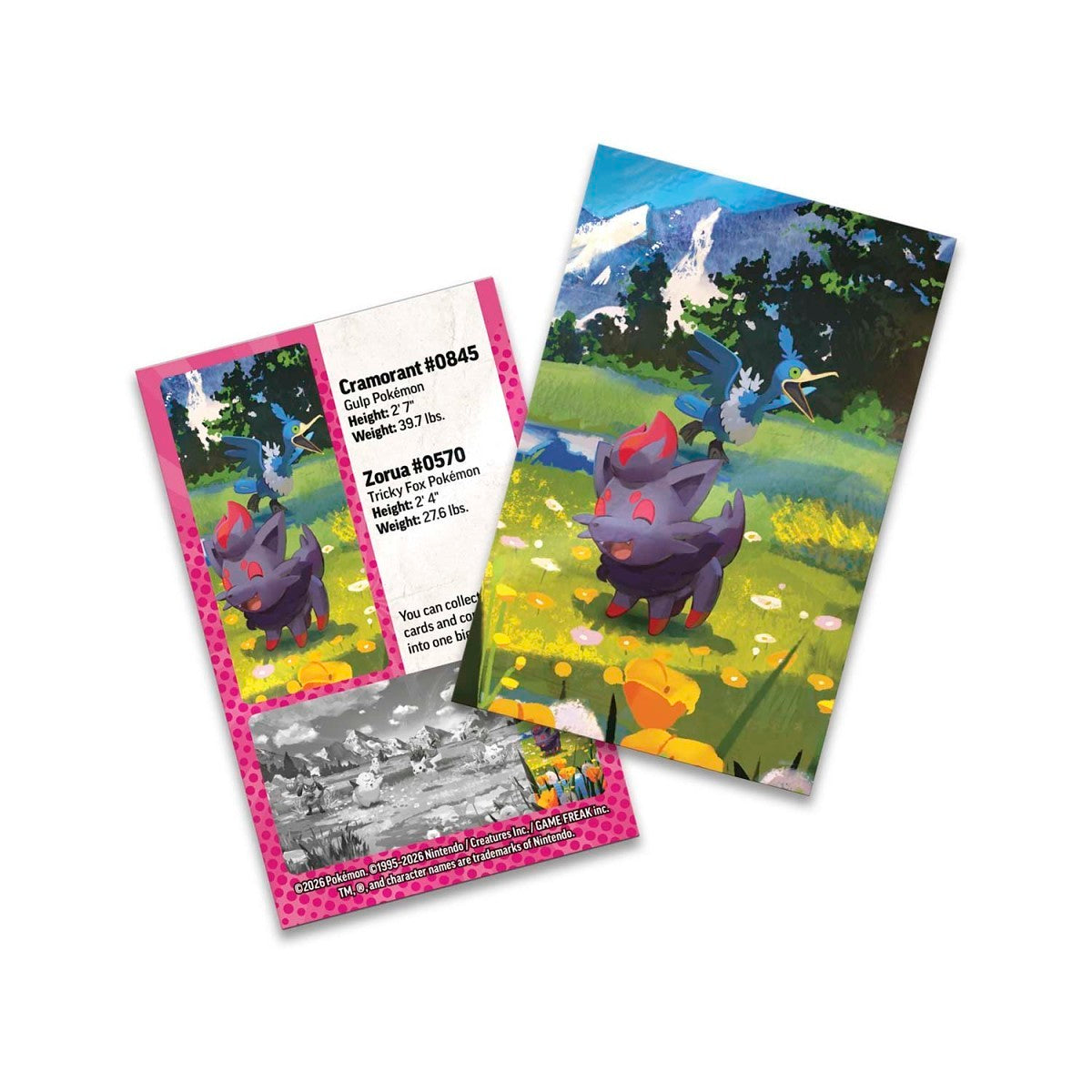 Ascended Heroes Mini Tin - Zorua & Cramorant-5